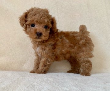 トイプードル(タイニー)【長崎県・男の子・2019年11月15日・レッド】の写真「小ぶりサイズで可愛いお顔の男の子です。」