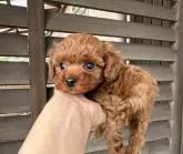 ティーカッププードル【長崎県・女の子・2022年9月13日・レッド】の写真2