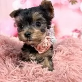 ヨークシャーテリア【愛知県・女の子・2025年10月7日・スチール、ブルー&タン♡】の写真11