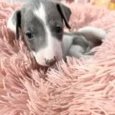 イタリアングレーハウンド【愛知県・女の子・2025年9月7日・ブルー&ホワイト】の写真11