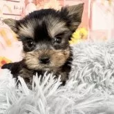 ヨークシャーテリア【愛知県・男の子・2025年9月17日・スチール、ブルー&タン♡】の写真10