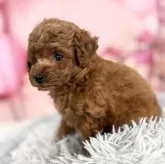 タイニープードル【愛知県・男の子・2025年9月20日・レッド】の写真11