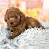 ティーカッププードル【愛知県・男の子・2025年9月12日・レッド】の写真11