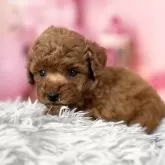 タイニープードル【愛知県・男の子・2025年9月20日・レッド】の写真12