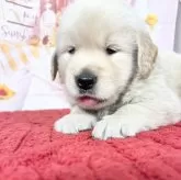 ゴールデンレトリバー【愛知県・男の子・2025年9月9日・ゴールデン】の写真12