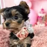 ヨークシャーテリア【愛知県・女の子・2025年10月7日・スチール、ブルー&タン♡】の写真13