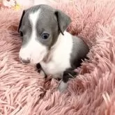 イタリアングレーハウンド【愛知県・女の子・2025年9月7日・ブルー&ホワイト】の写真13