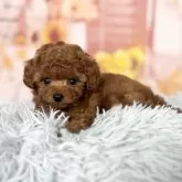 ティーカッププードル【愛知県・男の子・2025年9月12日・レッド】の写真12