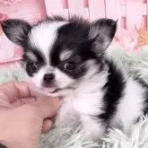 チワワ(ロング)【愛知県・男の子・2025年10月19日・ホワイト&ブラック、タン】の写真12