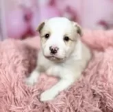 ボーダーコリー【愛知県・女の子・2025年10月8日・レッド&ホワイト♡】の写真13