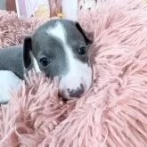 イタリアングレーハウンド【愛知県・女の子・2025年9月7日・ブルー&ホワイト】の写真14