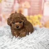 ティーカッププードル【愛知県・男の子・2025年9月12日・レッド】の写真13