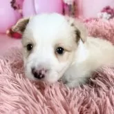 ボーダーコリー【愛知県・女の子・2025年10月8日・レッド&ホワイト♡】の写真14