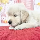 ゴールデンレトリバー【愛知県・男の子・2025年9月9日・ゴールデン】の写真14