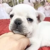 フレンチブルドッグ【愛知県・女の子・2025年2月15日・クリーム】の写真14