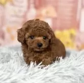 ティーカッププードル【愛知県・男の子・2025年9月12日・レッド】の写真14