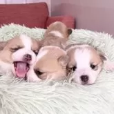 ウェルシュ・コーギー・ペンブローク【愛知県・女の子・2025年1月11日・レッド&ホワイト】の写真15