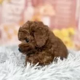 ティーカッププードル【愛知県・男の子・2025年9月12日・レッド】の写真15