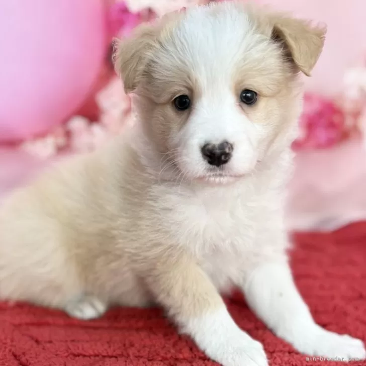 H.Y 様のお迎えした子犬