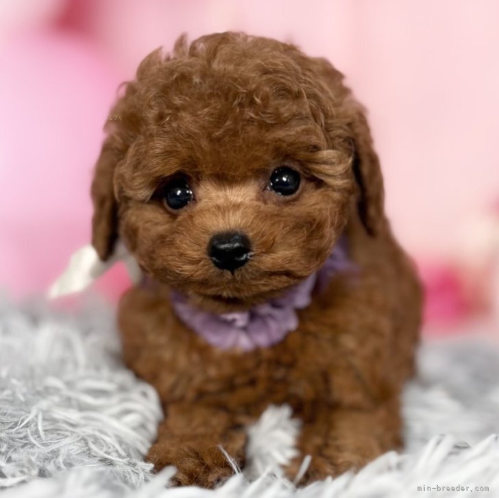 ブリーダー画像