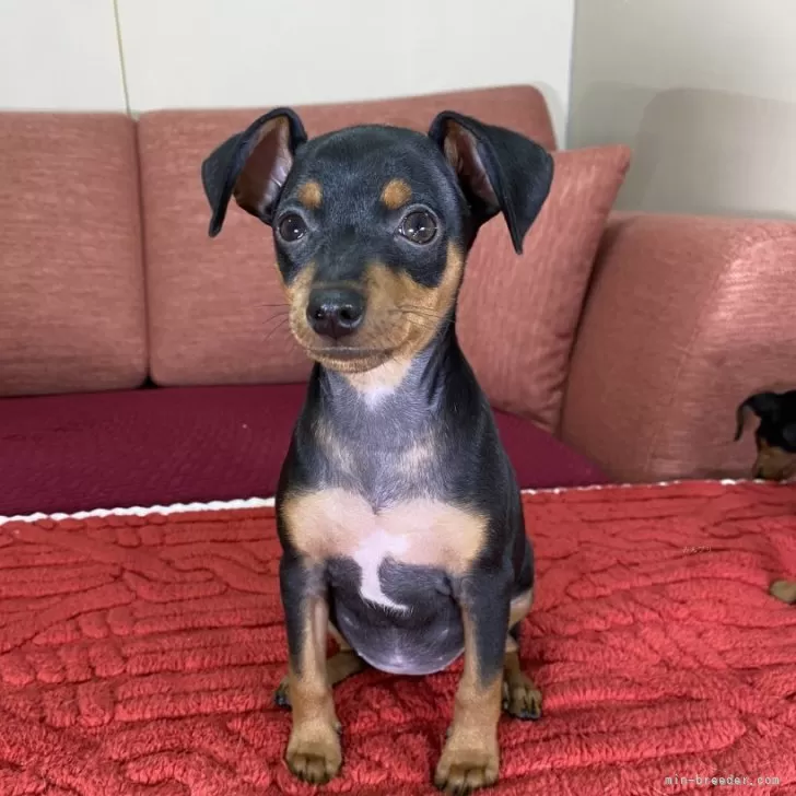 ID：2411-02453の子犬