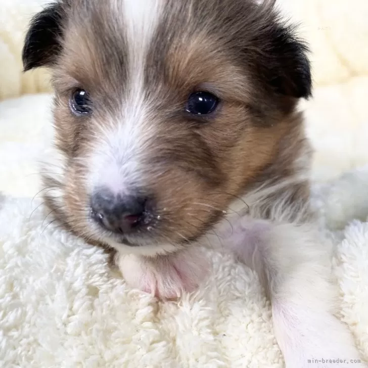 ID：2502-05299の子犬