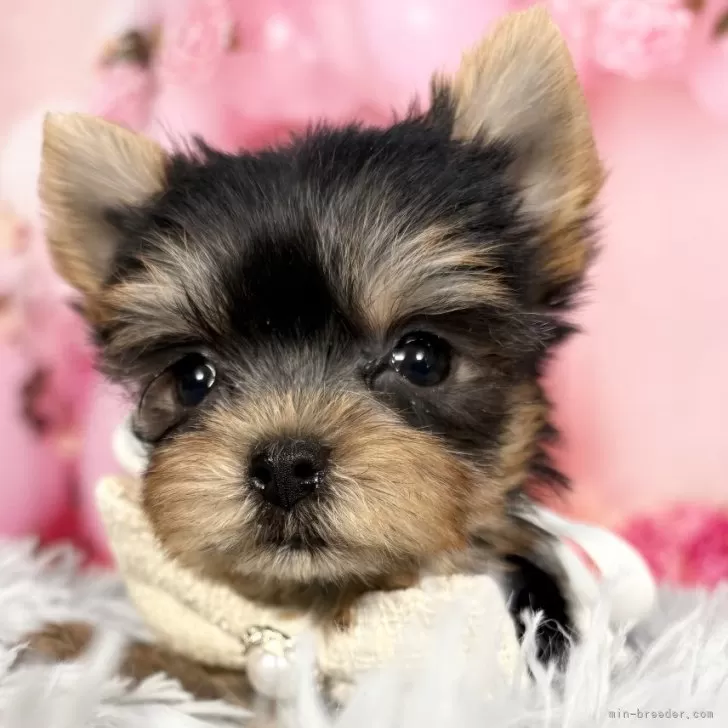 K.N 様のお迎えした子犬