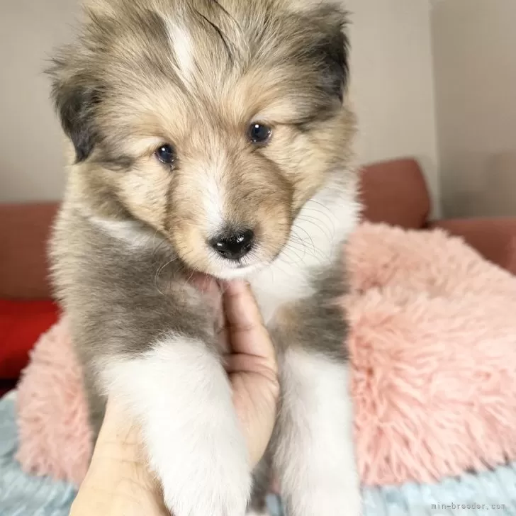 ID：2412-02605の子犬