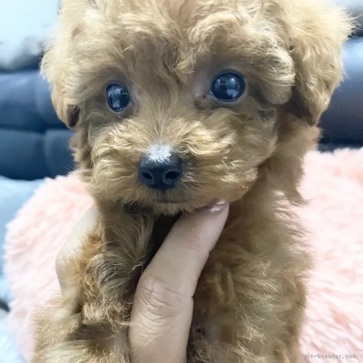 ID:2411-07465の子犬