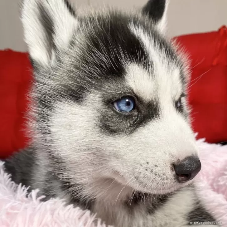 ID:2412-07511の子犬
