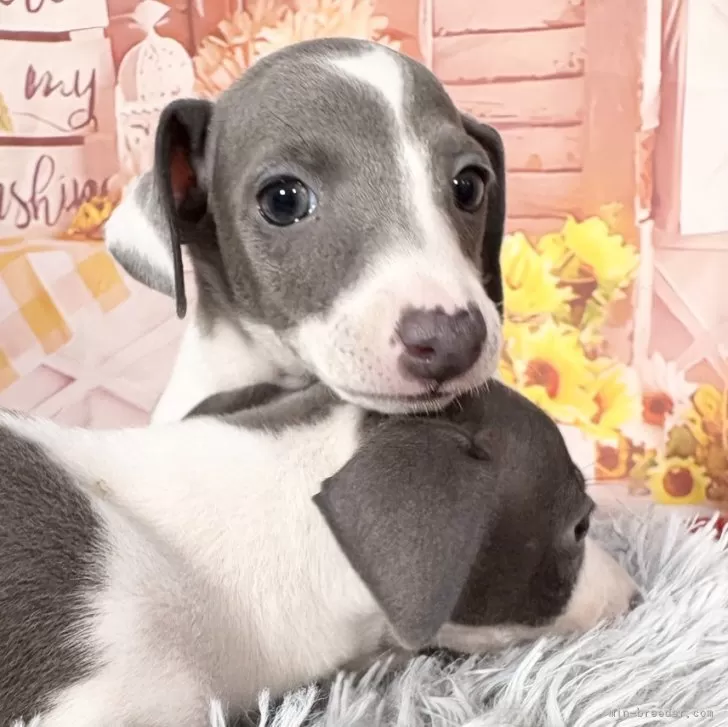 イタリアングレーハウンド【愛知県・女の子・2025年9月7日・ブルー&ホワイト】の写真1