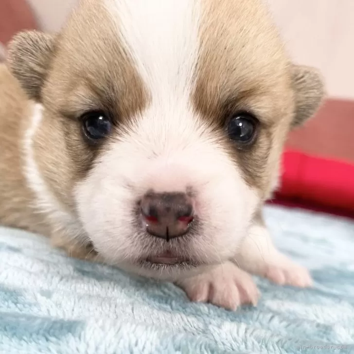 ID：2501-07536の子犬