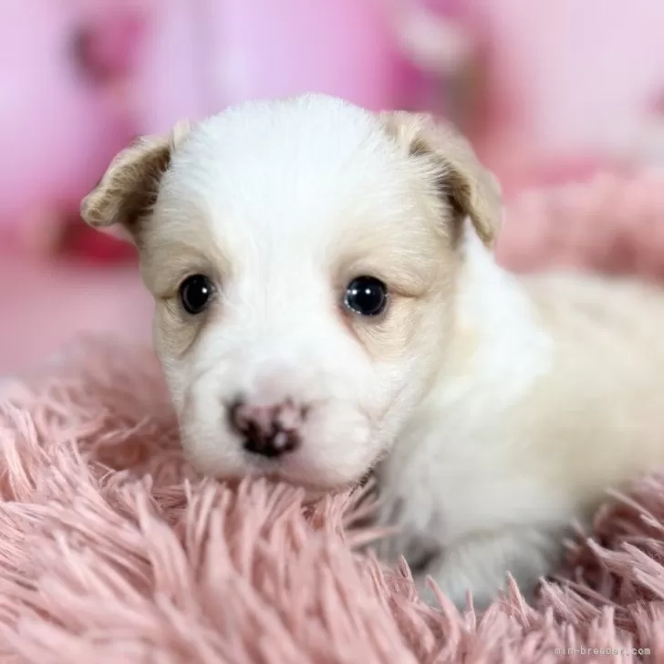 ボーダーコリー【愛知県・女の子・2025年10月8日・レッド&amp;ホワイト♡】の写真1