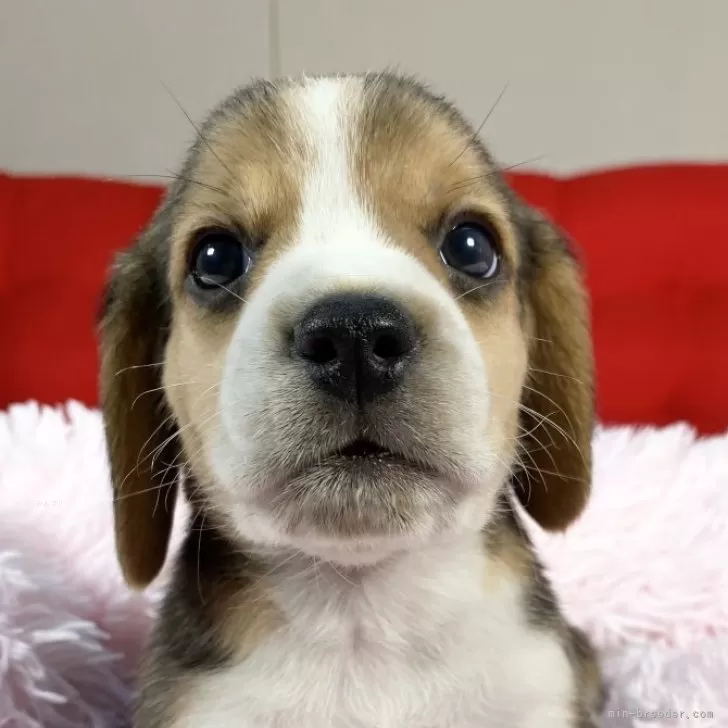 ID:2412-05790の子犬