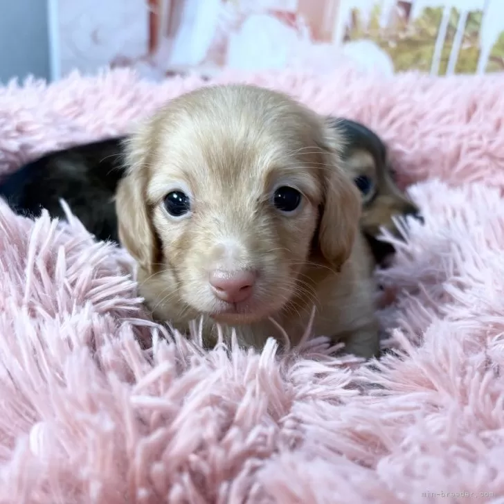 Y.K 様のお迎えした子犬