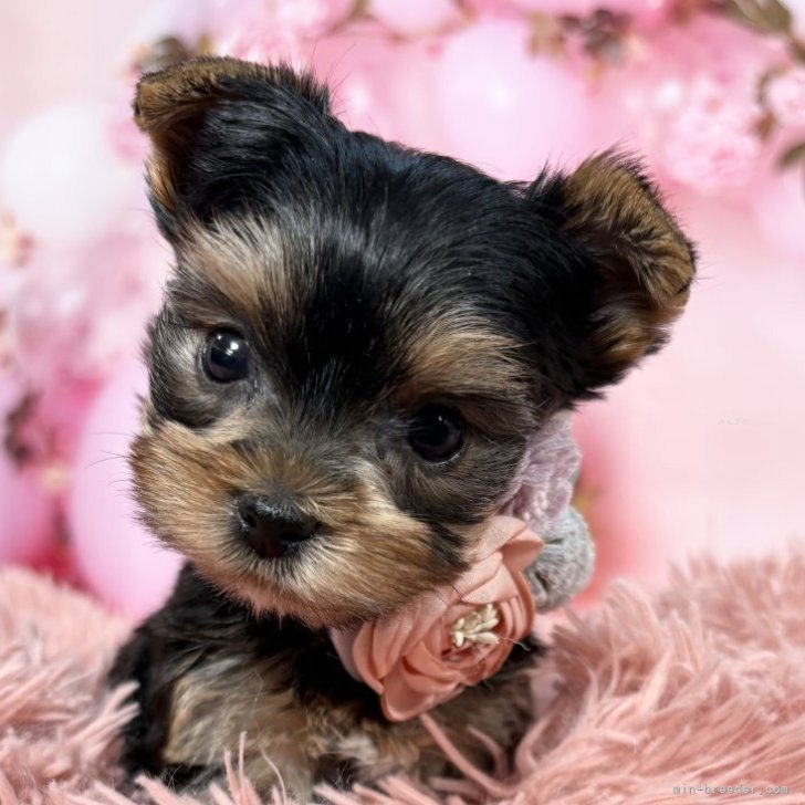 ヨークシャーテリア【愛知県・女の子・2025年10月7日・スチール