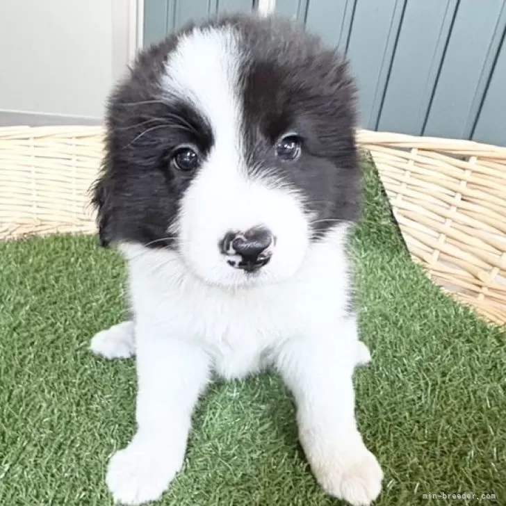 ID:2507-07049の子犬