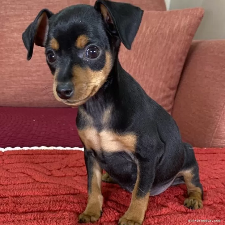 ID：2411-02451の子犬