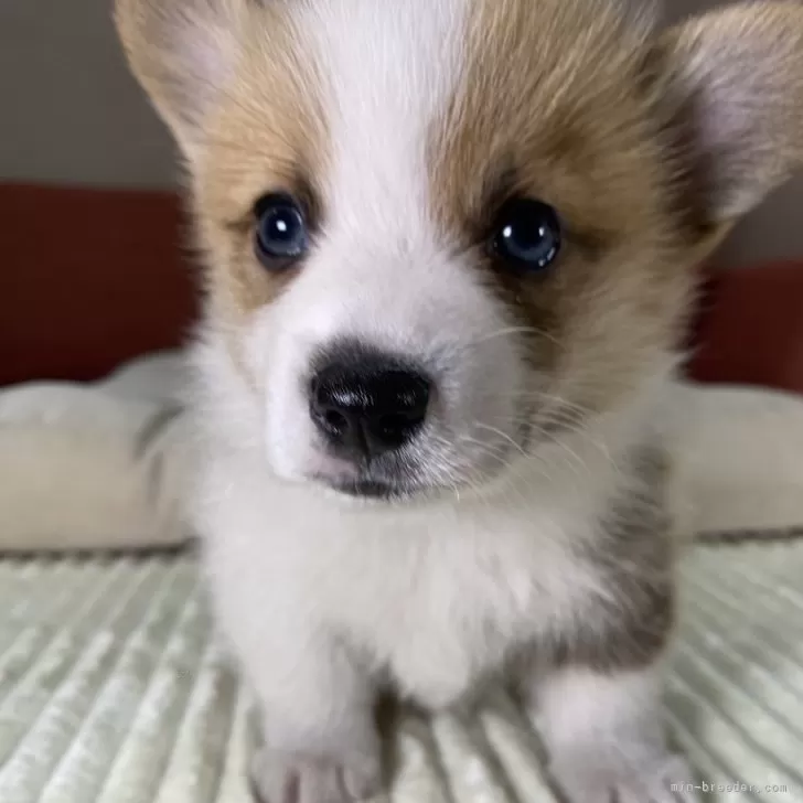 ID:2410-06692の子犬