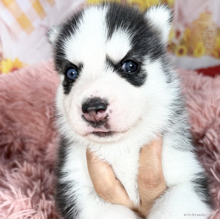 ごましおたまこ ファースト社 エクセレント シベリアンハスキー 大きい ごましおたまこ様専用 ファースト社 エクセレント シベリアン