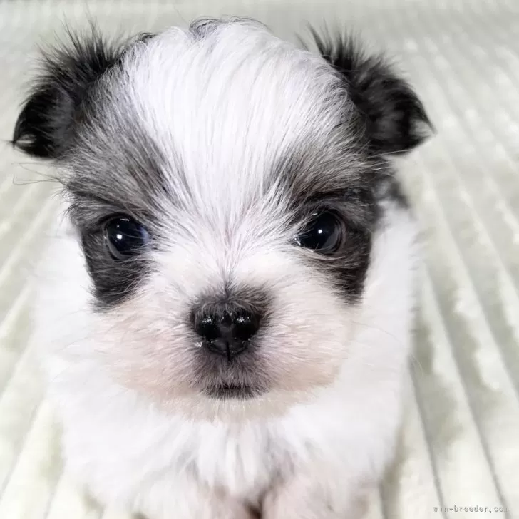ID:2411-04303の子犬