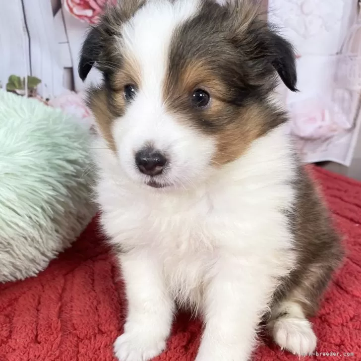 ID:2502-05297の子犬