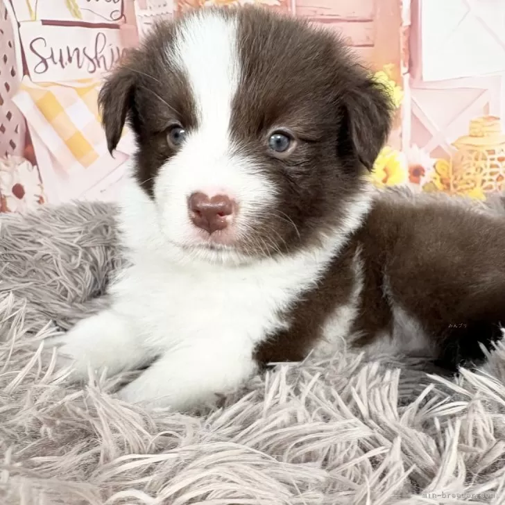 ボーダーさんの姉 様のお迎えした子犬