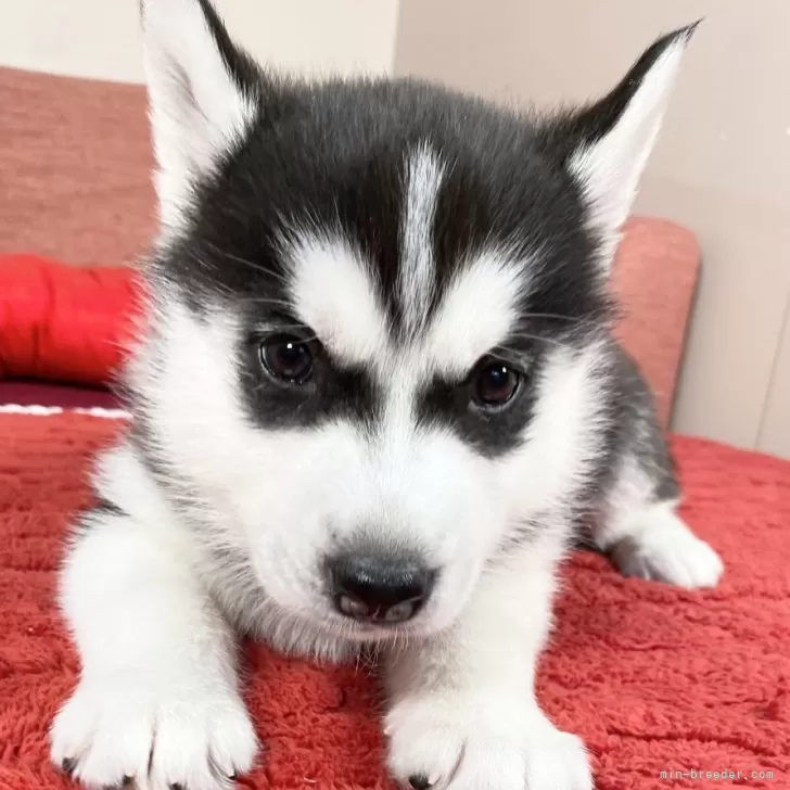 A.T 様のお迎えした子犬