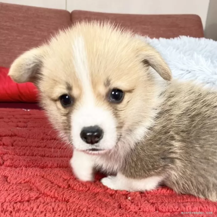 ID:2412-06753の子犬