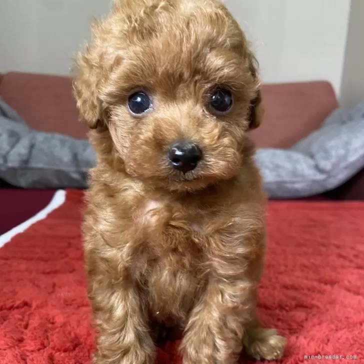 ID:2411-07466の子犬