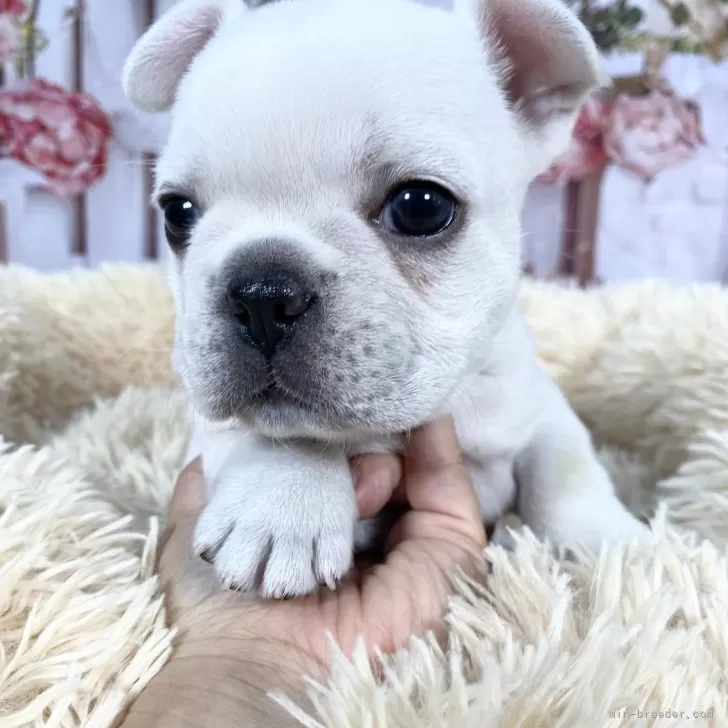 レア 様のお迎えした子犬