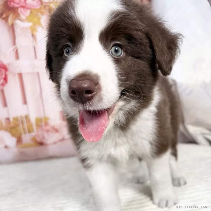 ID：2505-05958の子犬