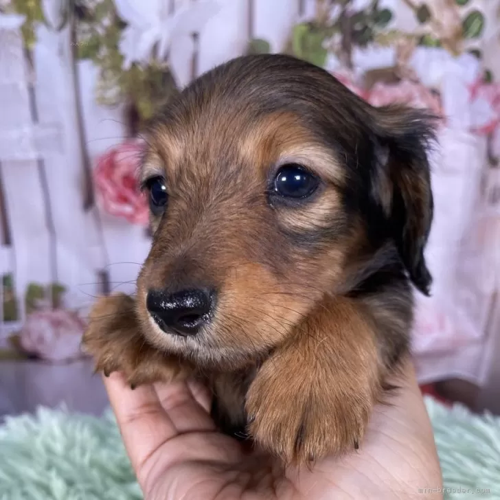 ID:2503-01672の子犬