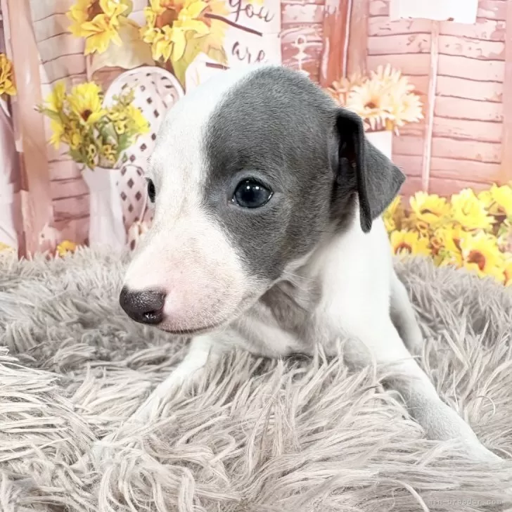 ID：2509-03836の子犬